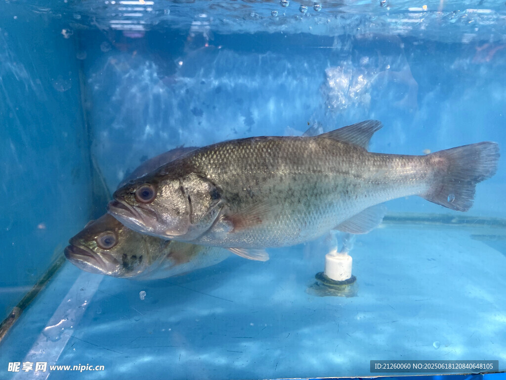 鱸魚