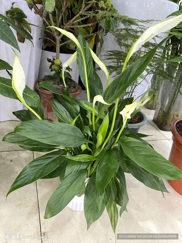 白鶴芋
