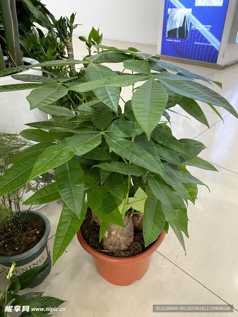 發財樹