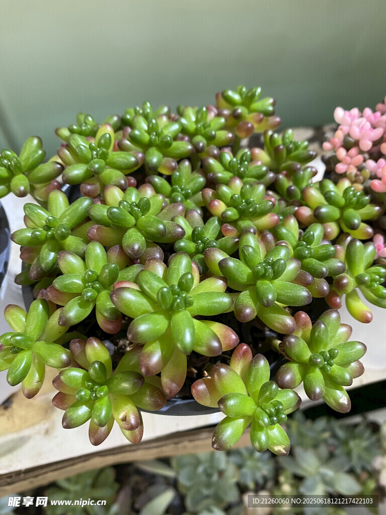 可愛多肉植物盆栽展示