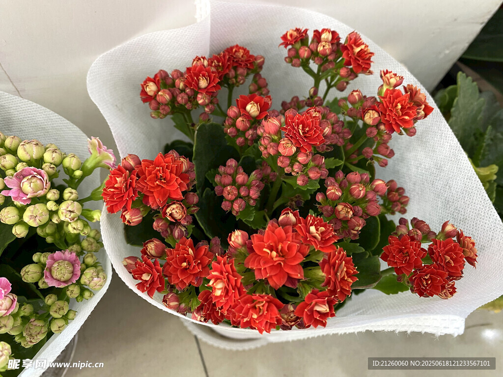 紅色長壽花