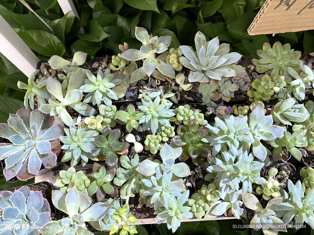 多肉植物盆栽展示
