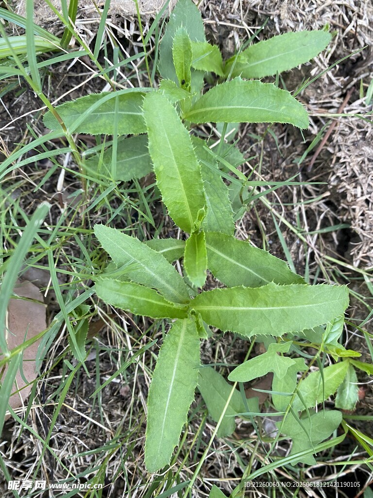 刺兒菜