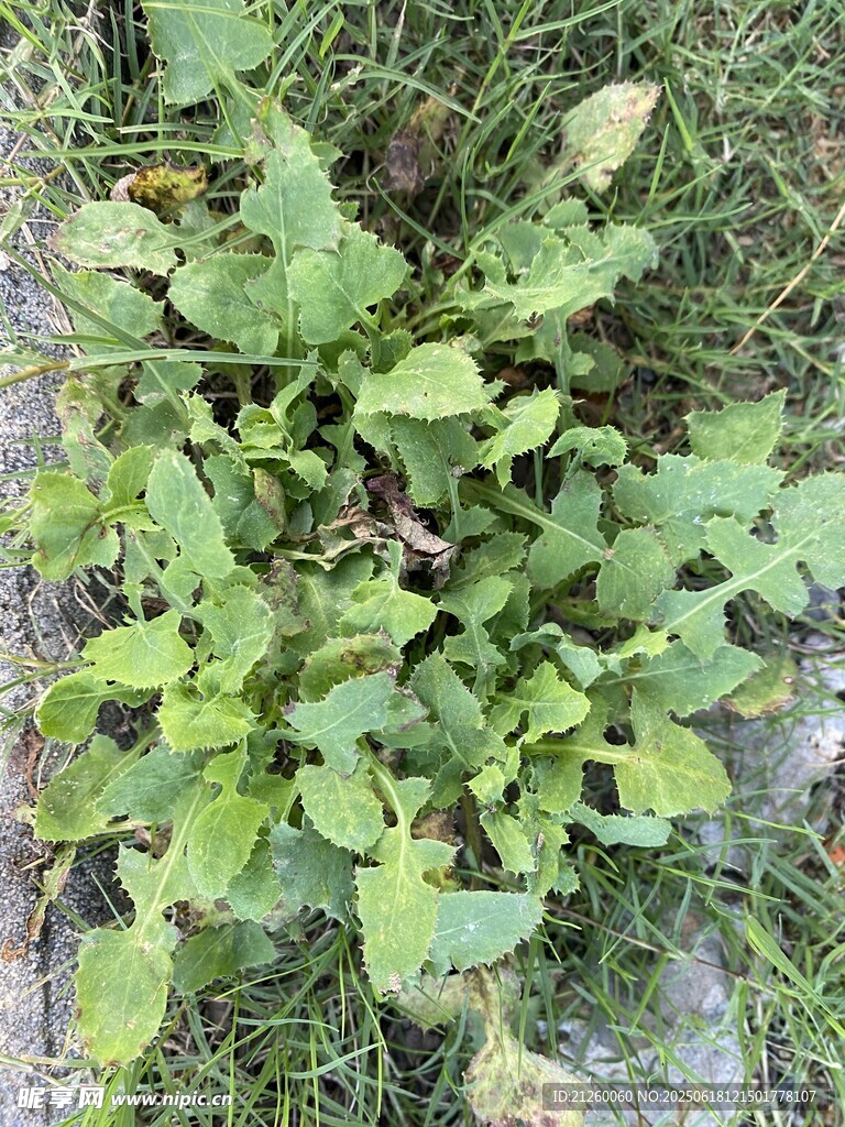 苦苣菜 