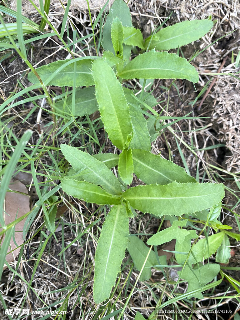 刺兒菜