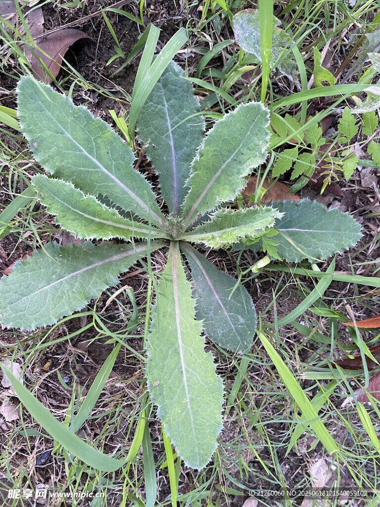 刺兒菜