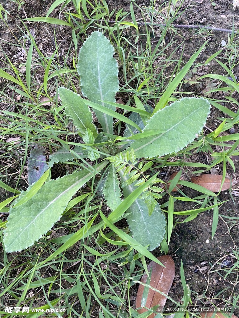 刺兒菜