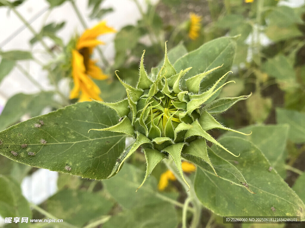向日葵花蕾特寫