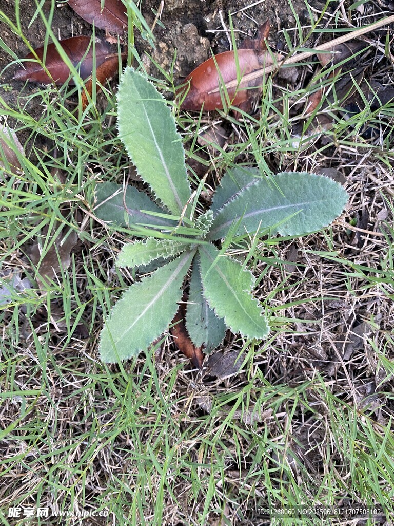 刺兒菜