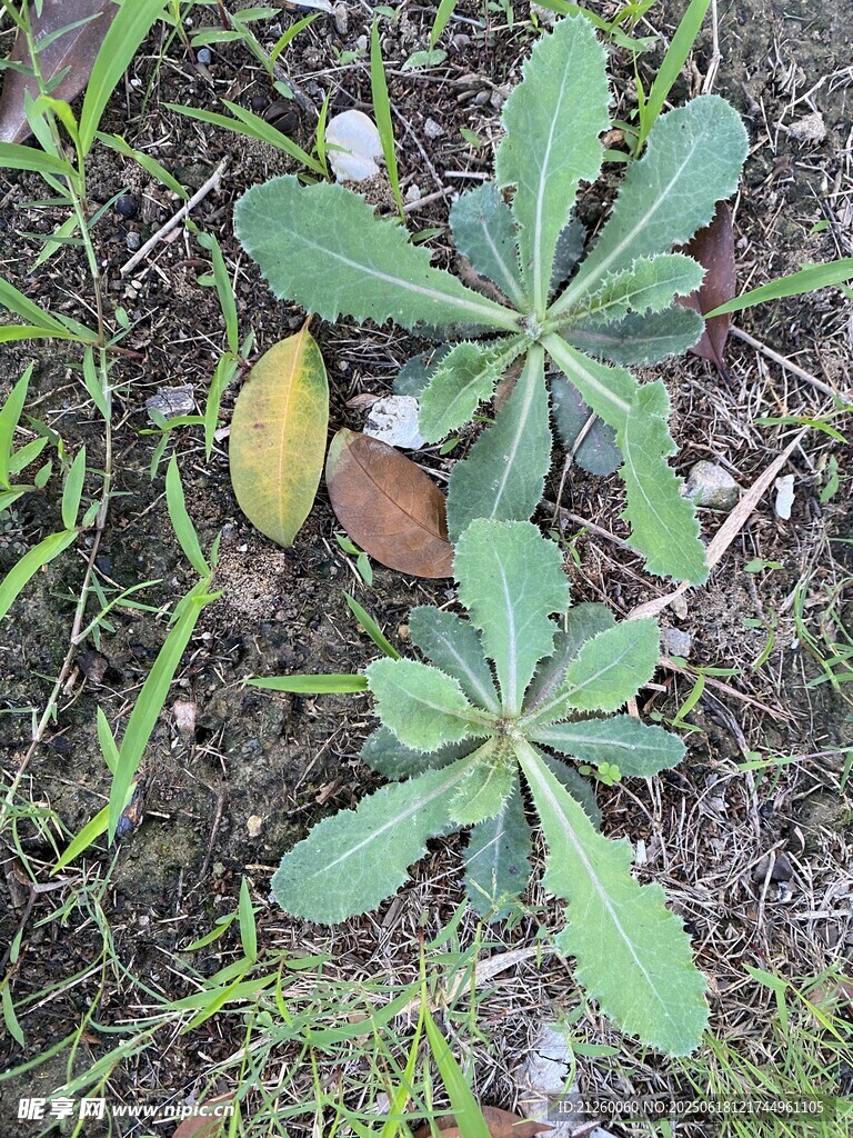 刺兒菜