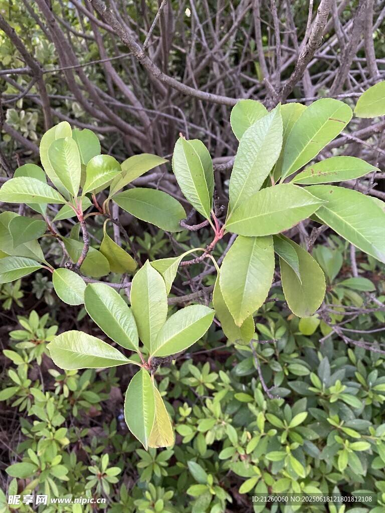 石楠