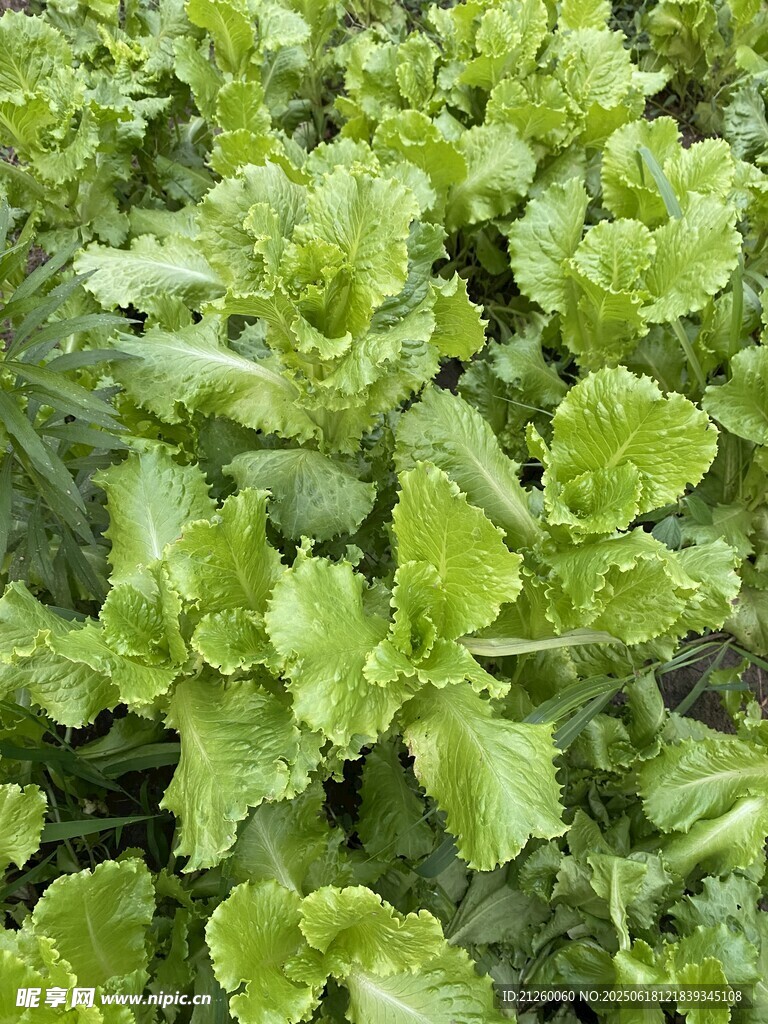 生菜植株