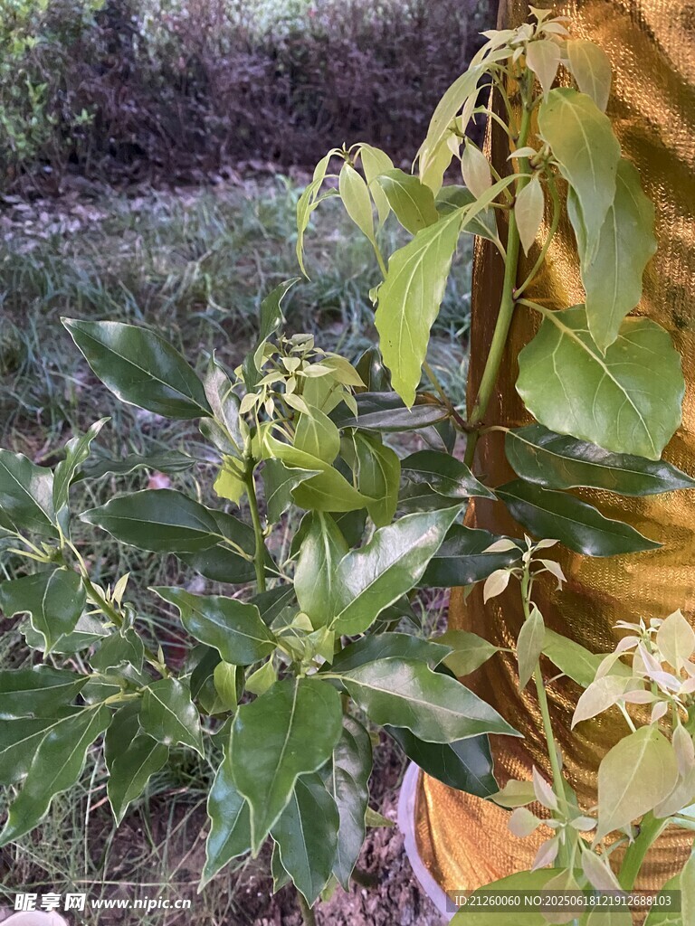樟樹