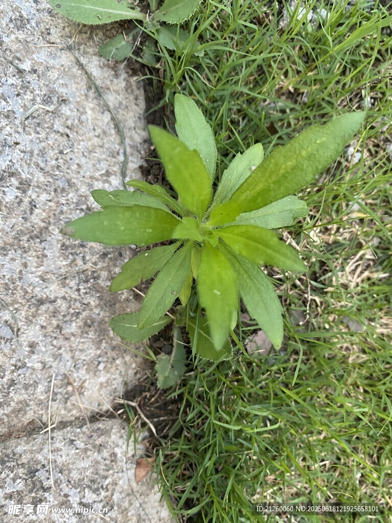 小蓬草