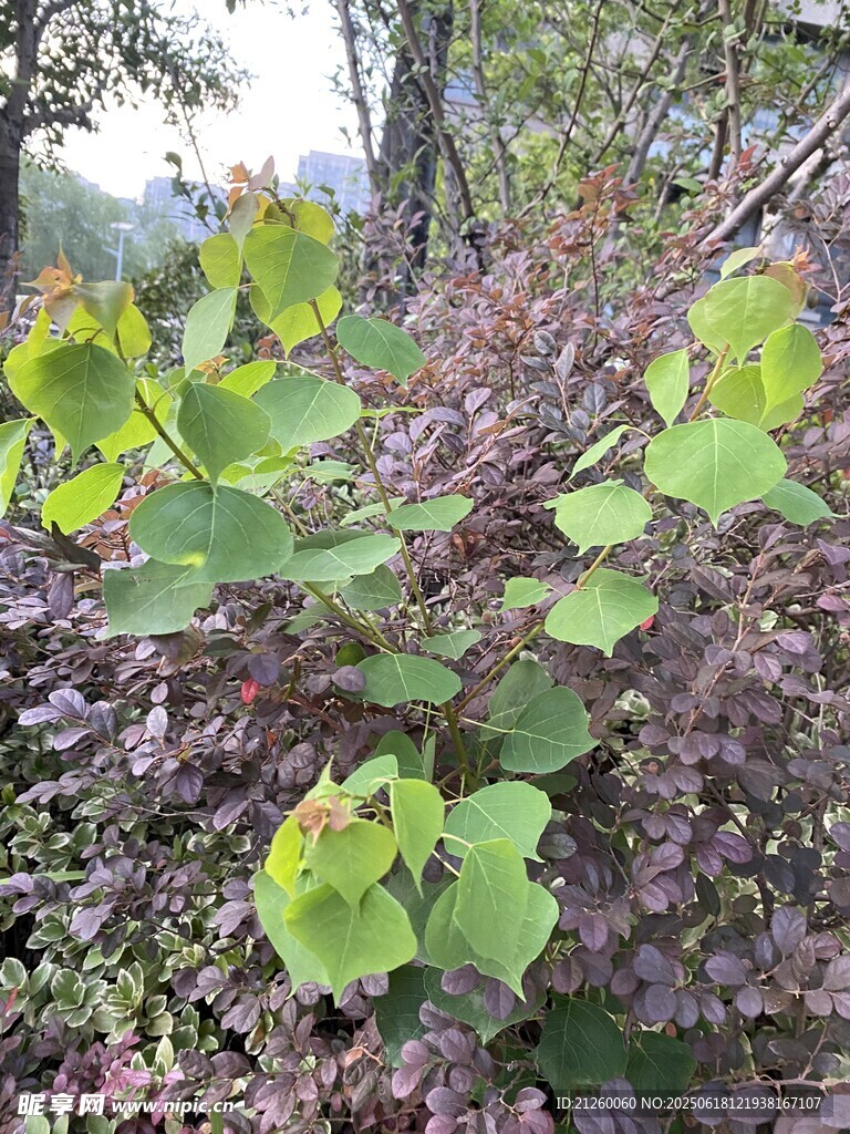 烏桕