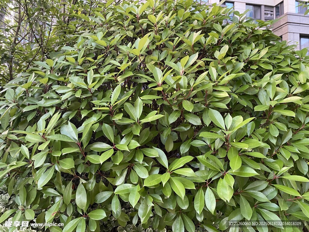 石楠
