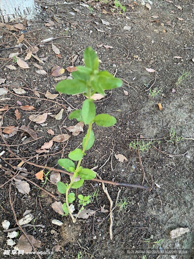 嫩綠幼苗破土而出