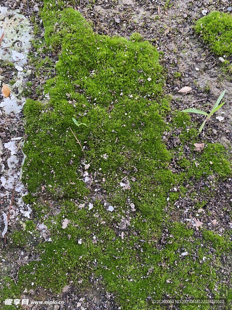 地面上的翠綠苔蘚