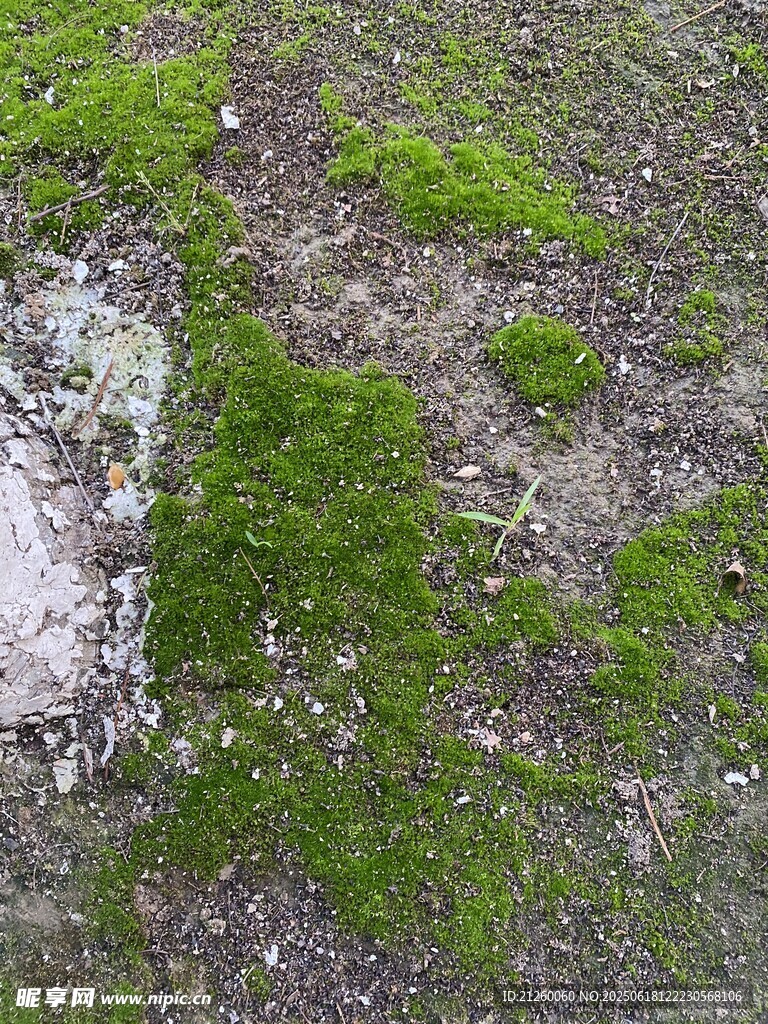 地面上的綠色苔蘚景觀