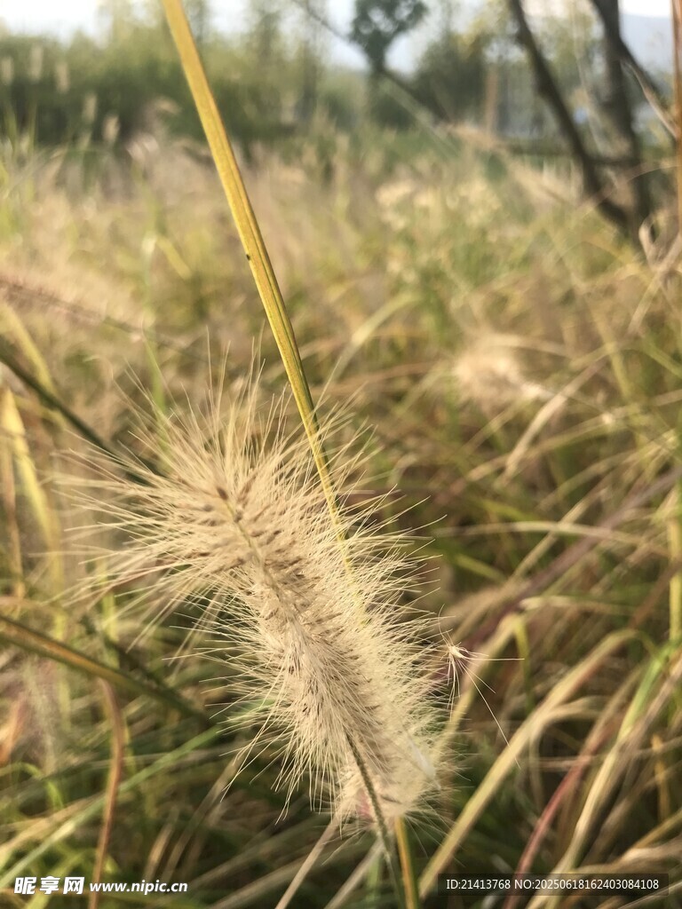 田野中的狗尾巴草特寫