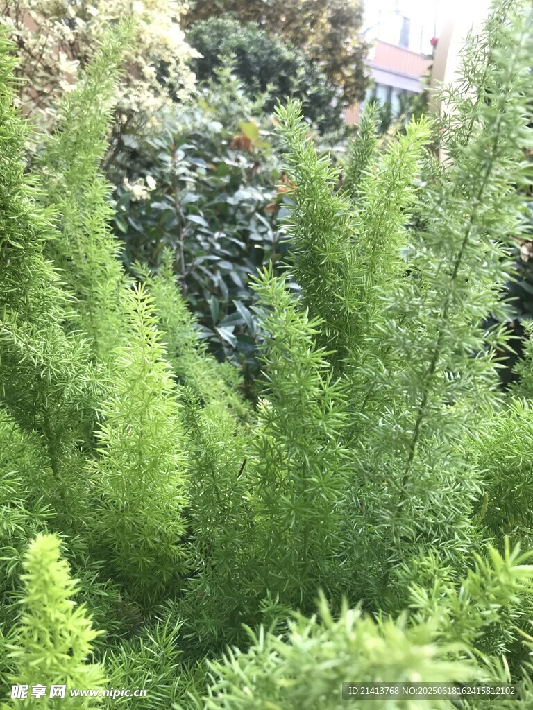 翠綠茂盛的針葉植物景觀