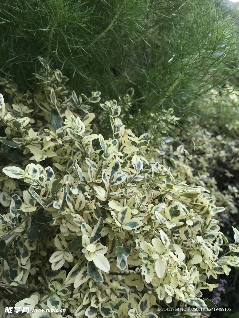 綠葉植物特寫