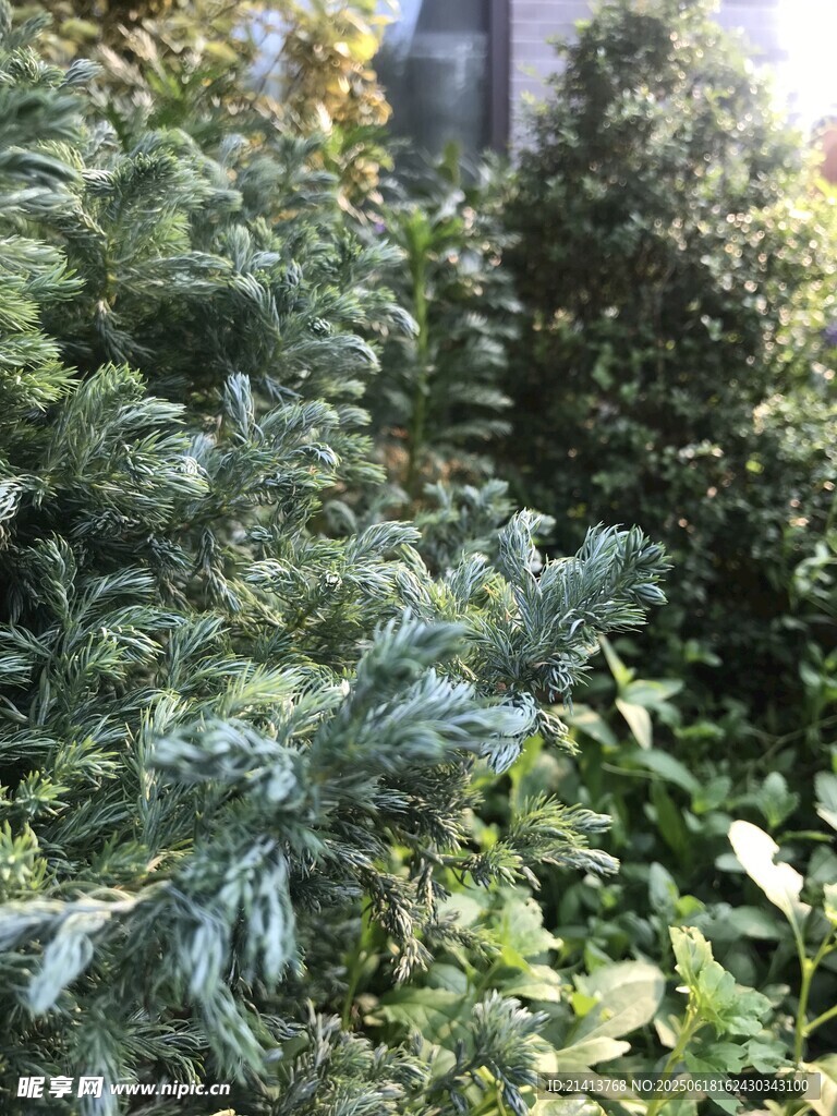 茂密綠植景觀