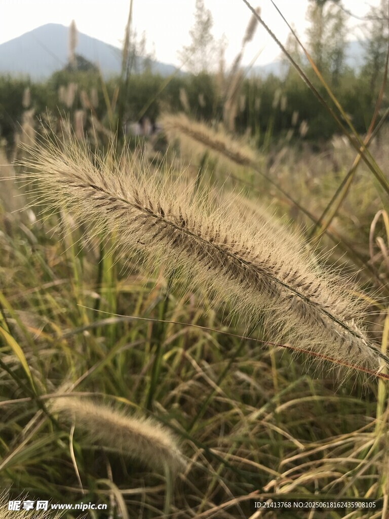 秋日狗尾草特寫