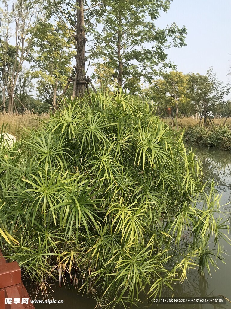河畔蔥郁綠植景觀