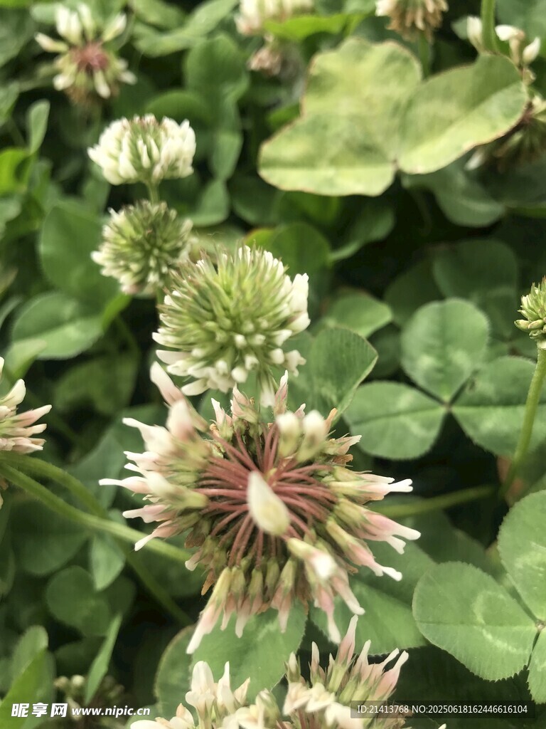 三葉草花朵特寫