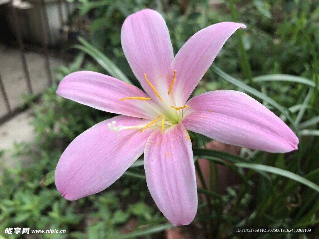 嬌艷粉色風(fēng)雨蘭