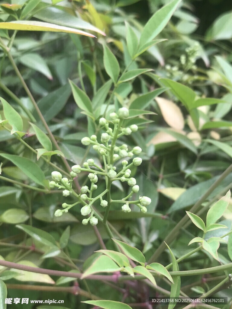 綠葉間的白色小花