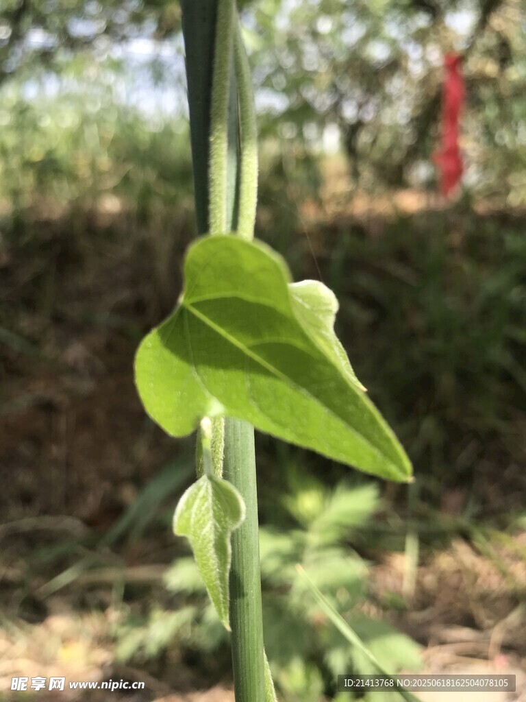 嫩綠心形葉片特寫