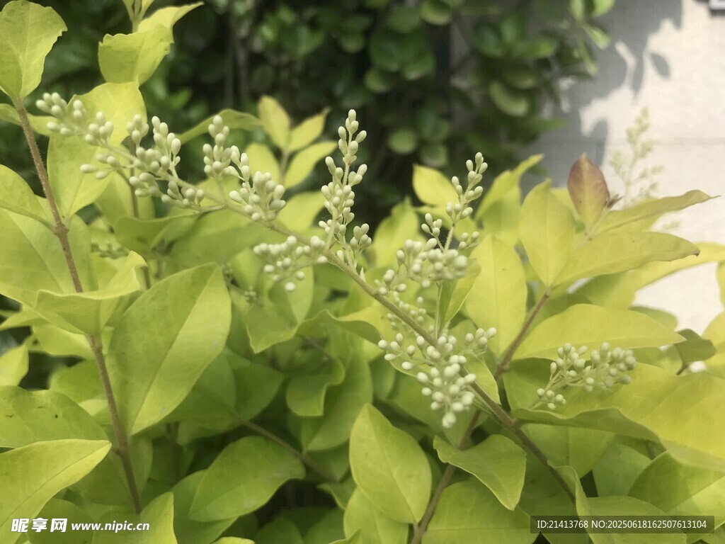 嫩綠枝葉間的白色小花