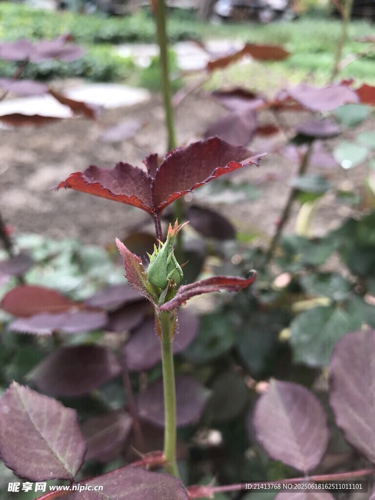 紫葉植物特寫
