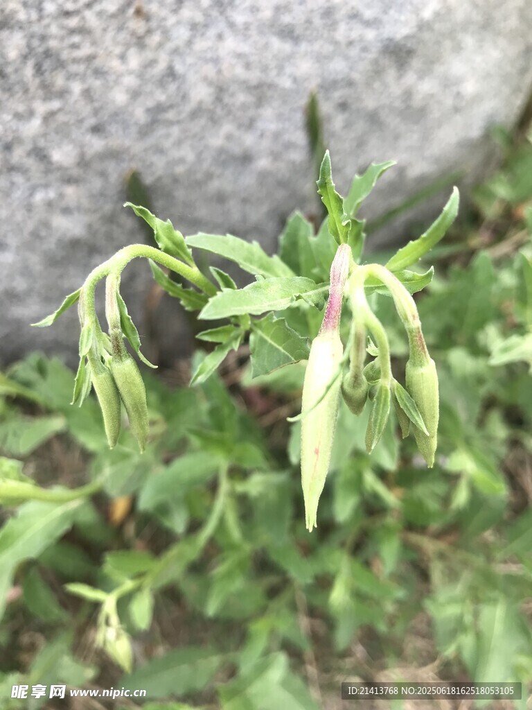 嫩綠植物生長于石旁