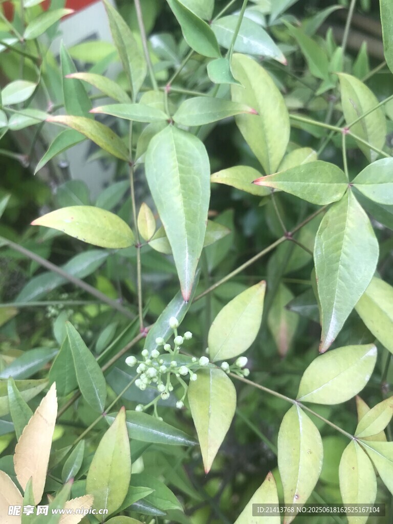 翠綠枝葉間的清新植物