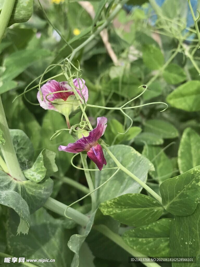 紫色豌豆花綻放綠葉間