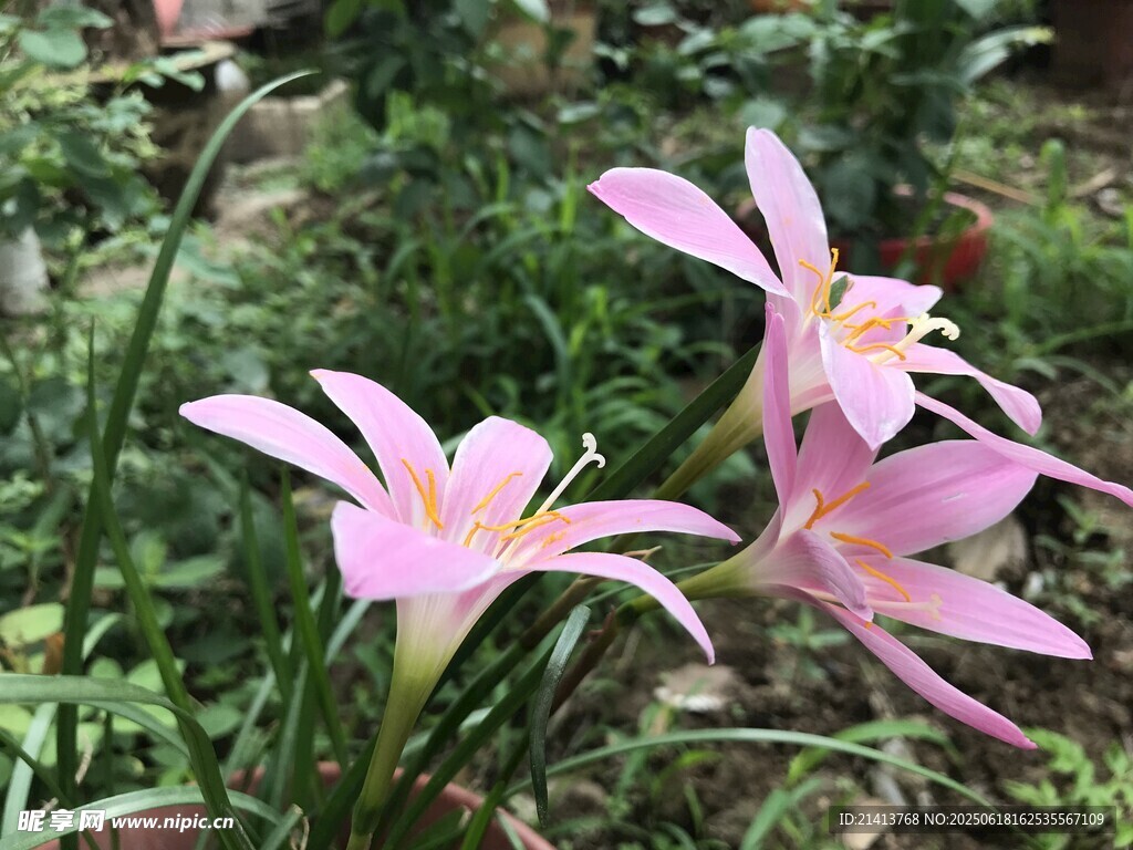 嬌艷粉色風雨蘭綻放