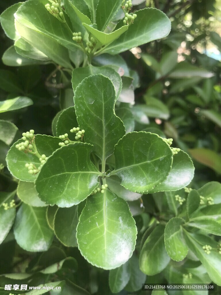 翠綠葉片的植物特寫