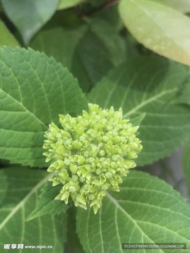 綠色繡球花特寫(xiě)