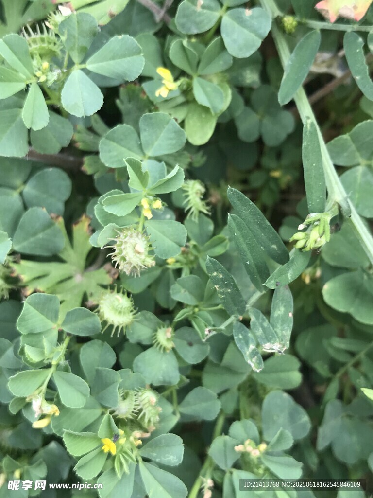 嫩綠繁茂的植物葉片