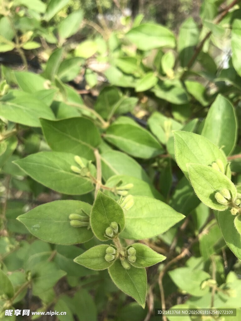 嫩綠枝葉特寫