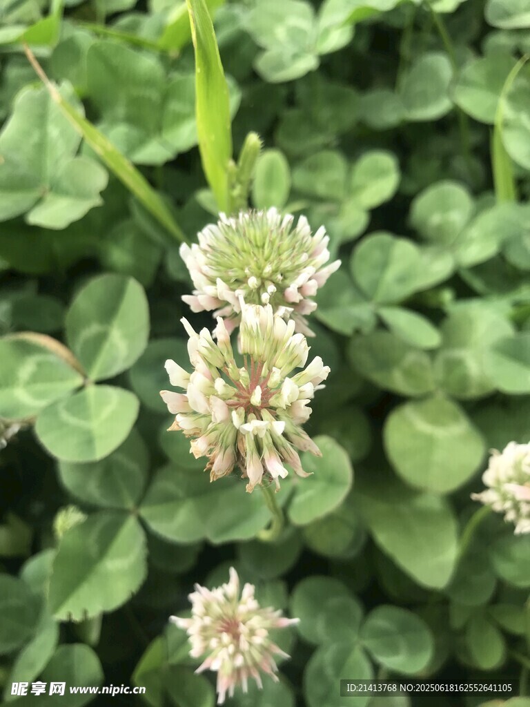 白色三葉草花朵特寫