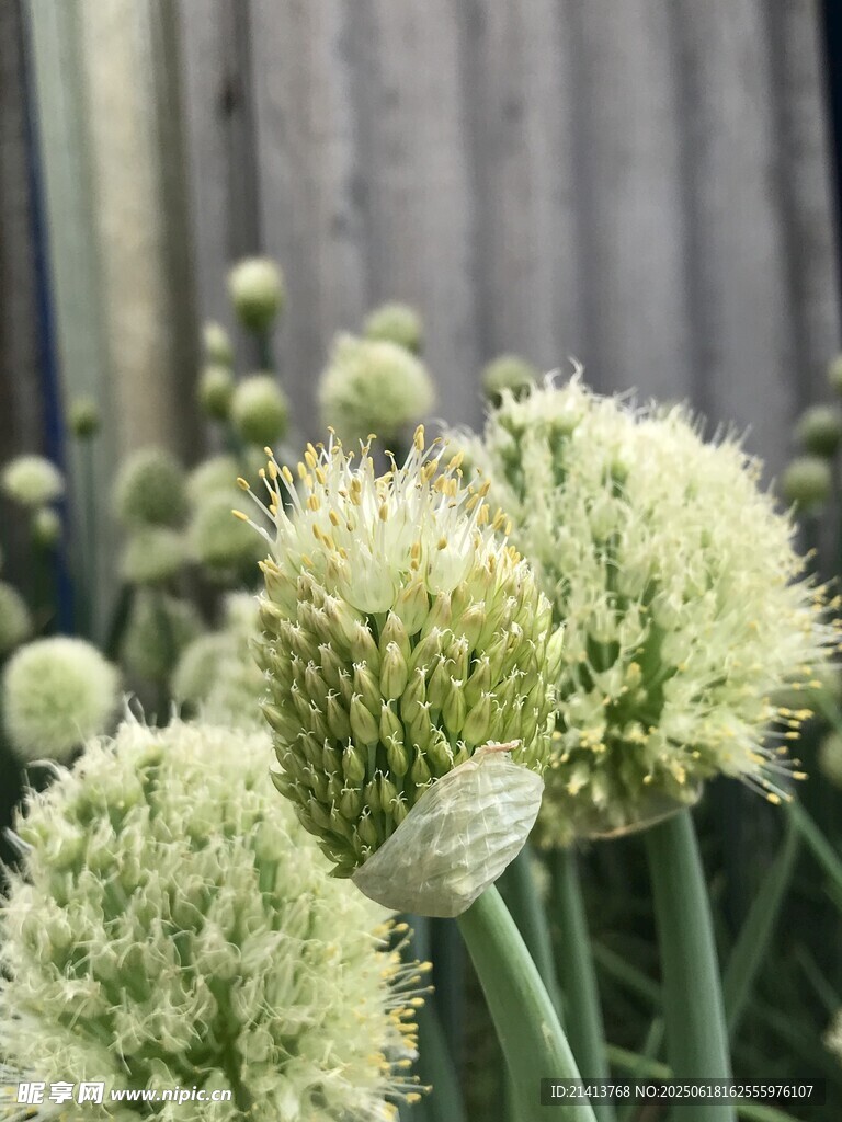 蔥屬花卉特寫