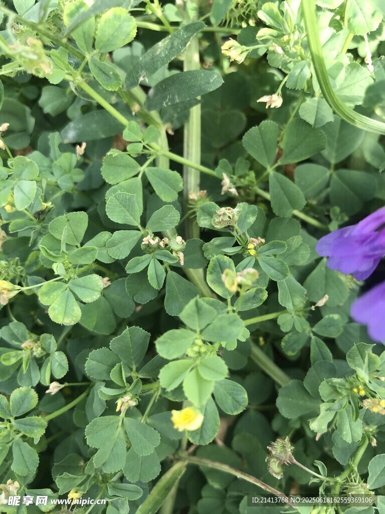 草叢中的紫色花朵與綠葉