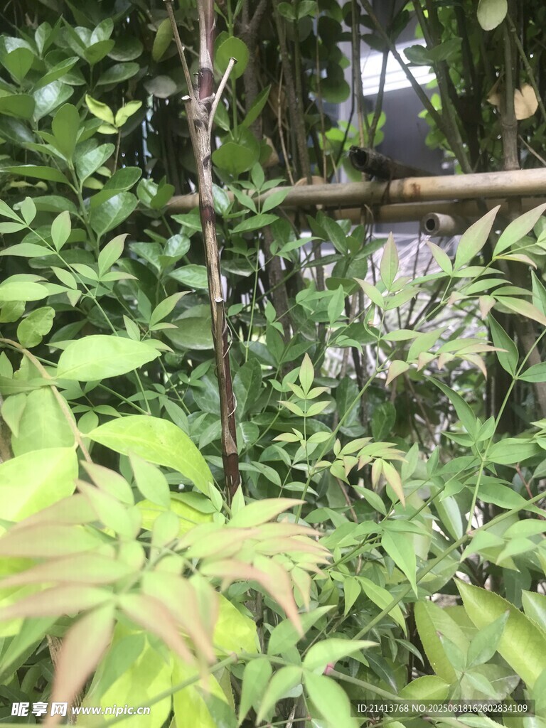繁茂綠植中的自然景致