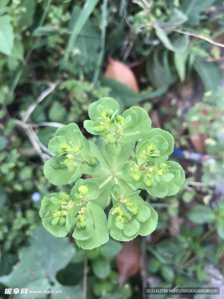 綠色奇特花朵特寫