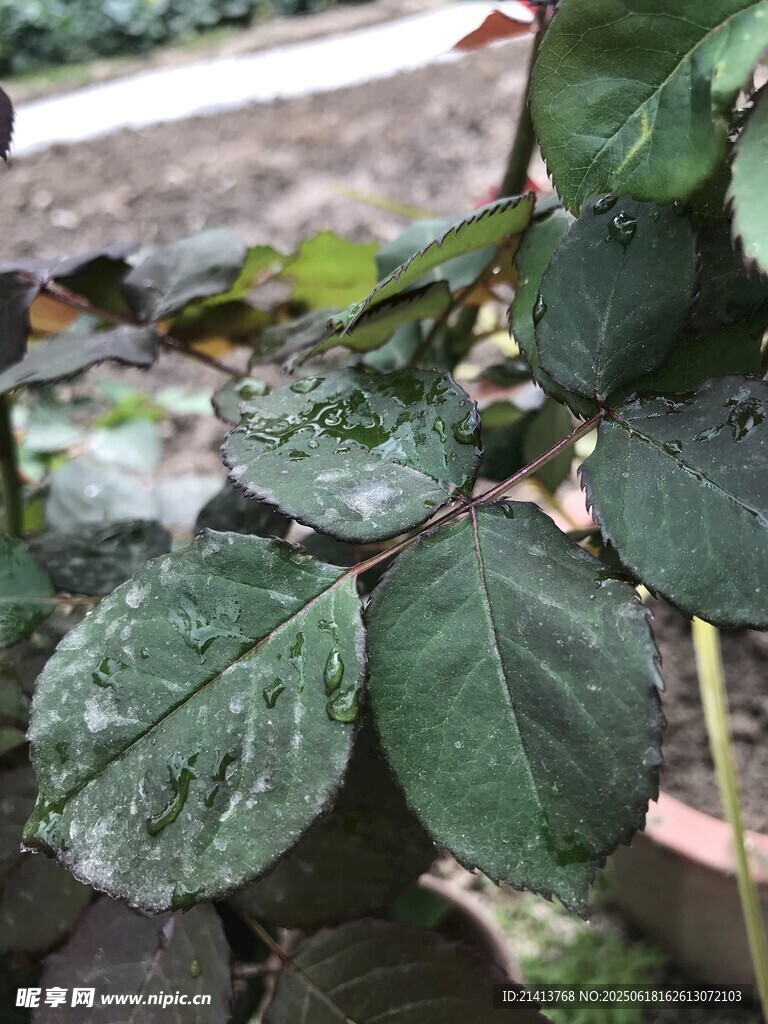 帶水珠的翠綠玫瑰葉片