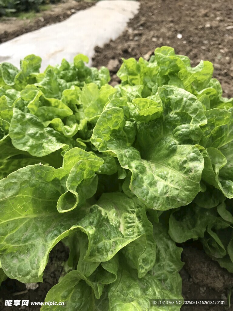 鮮嫩生菜